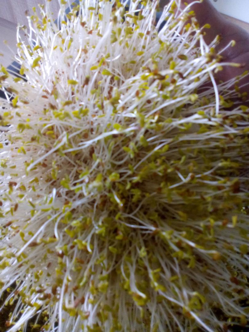 Germinados Alfalfa Lentejas Fenogreco