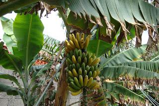 Platano