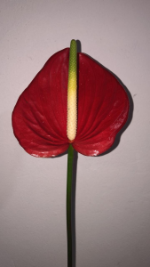 Anturio Cardenal Tallo