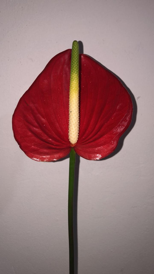 Anturio Cardenal Tallo