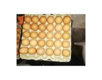 Huevos Semi Criollos