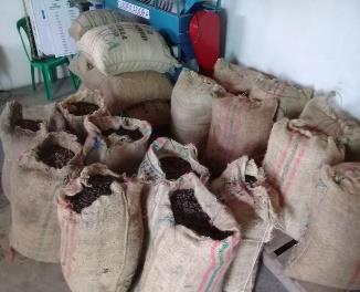 Cacao En Grano Seco Premium