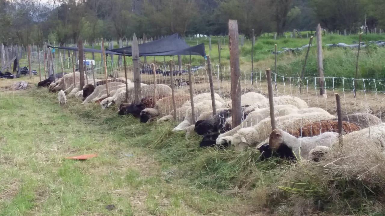 Produccion De Ovinos Y Caprinos