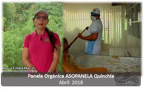 Panela Organica Pulverizada