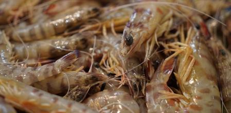 Camaron Langostino