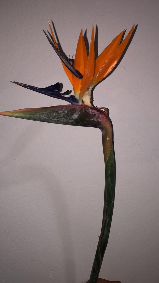 Ave Del Paraiso Tallo