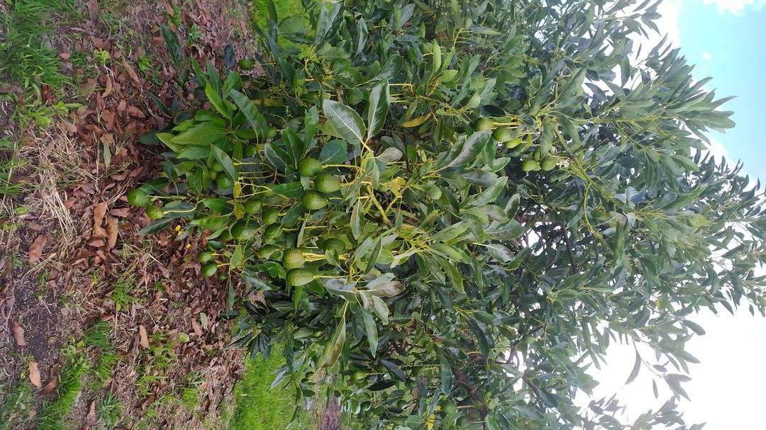Aguacate Hass X Kg