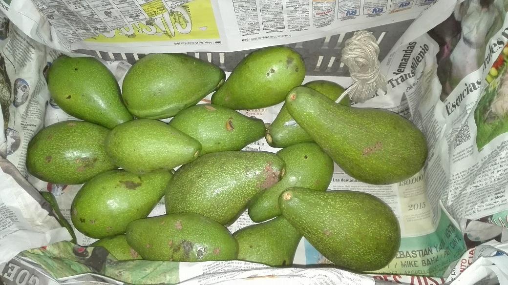 Aguacate