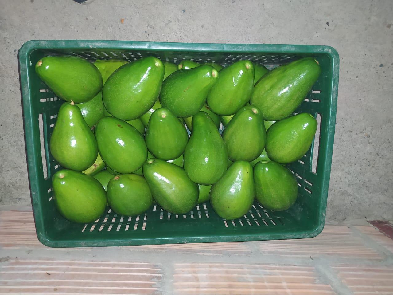 Aguacate Variedad Papelillo Presentacion Por Kilogramo