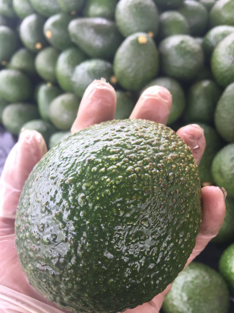 Aguacate Hass
