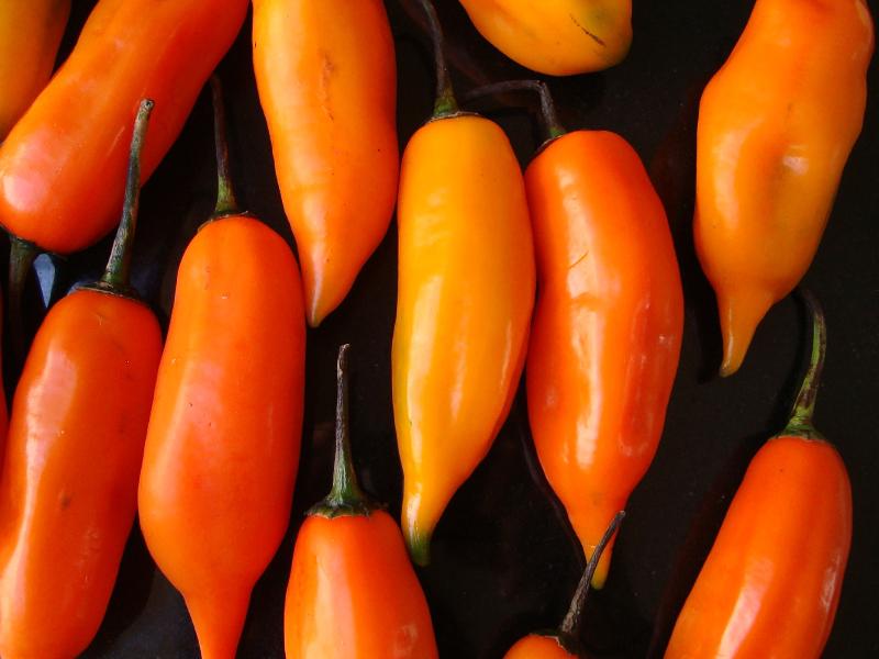 Aji Amarillo Peruano
