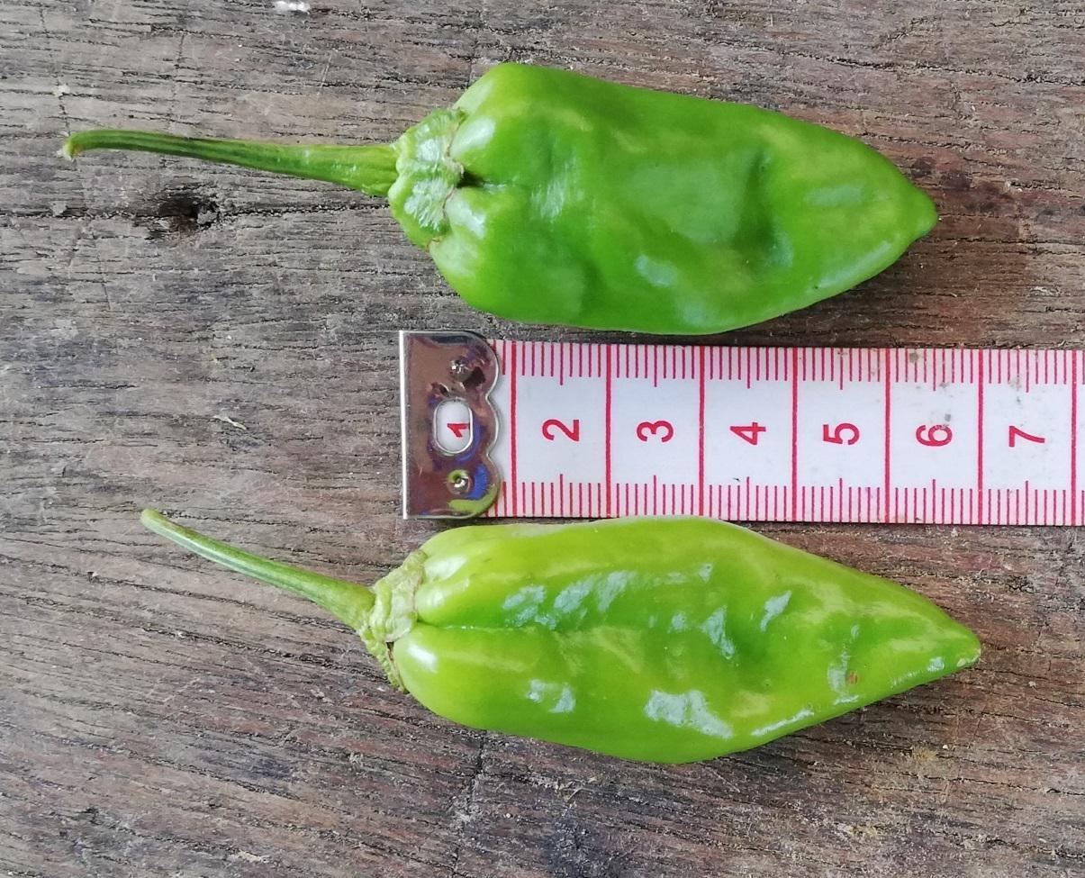 Aji Topito Dulce