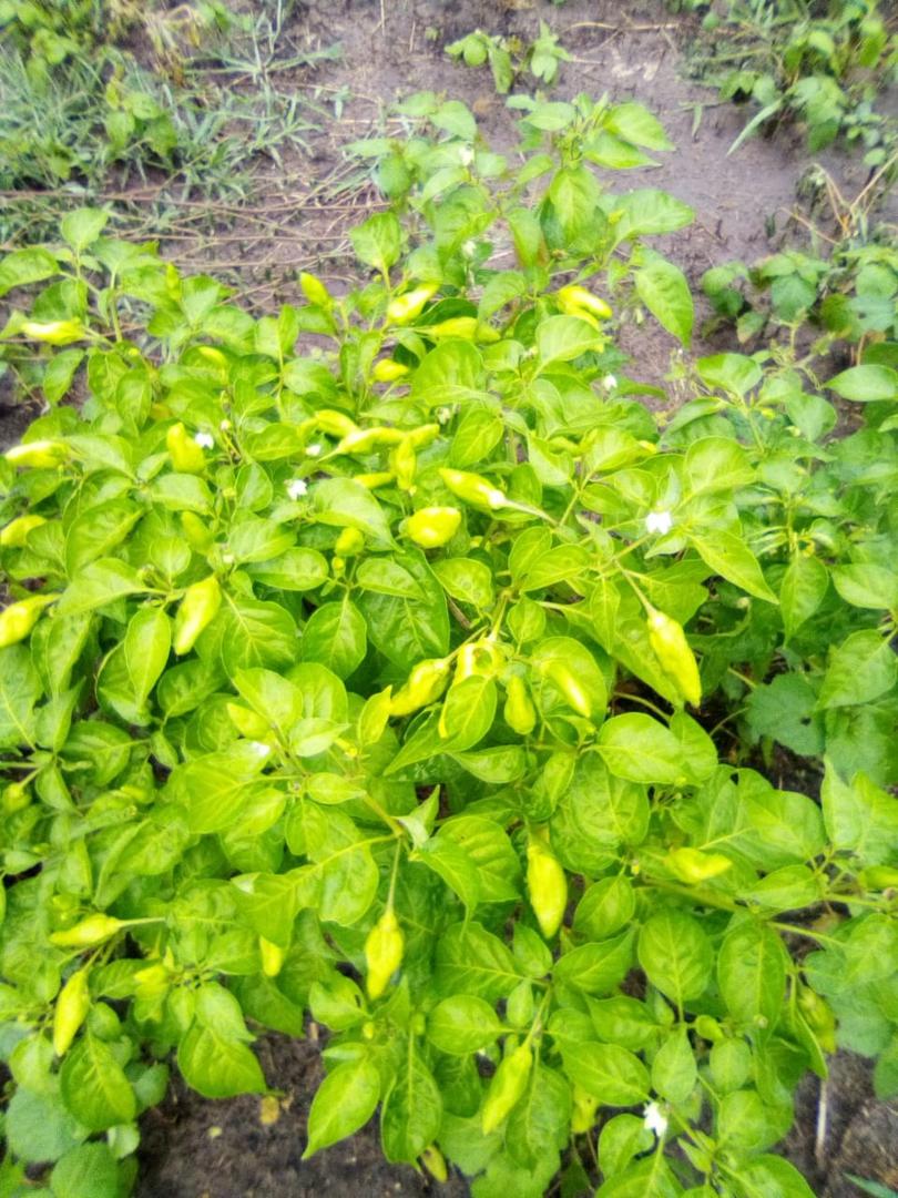 Aji Topito