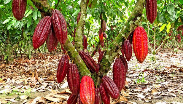 Cacao En Grano