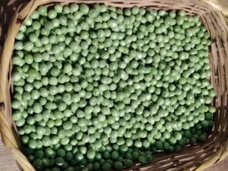 Arveja Fresca En Grano Tipo Obonuco San Isidro Y Obonuco Andina