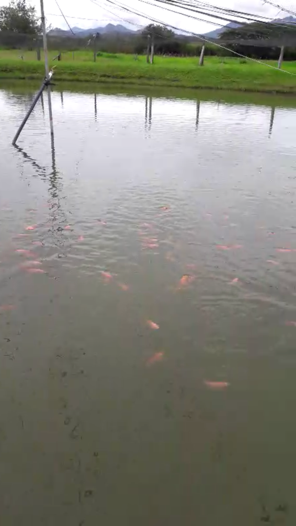Tilapia Roja