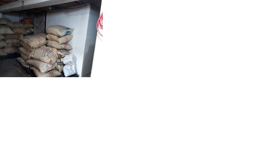 Transformacion De Cafe Pergamino