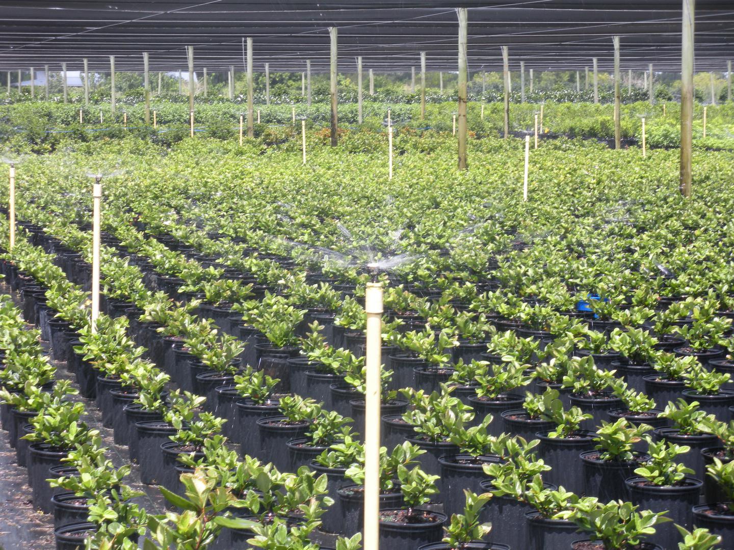 Abono Bio Organico Y Sistemas De Riego