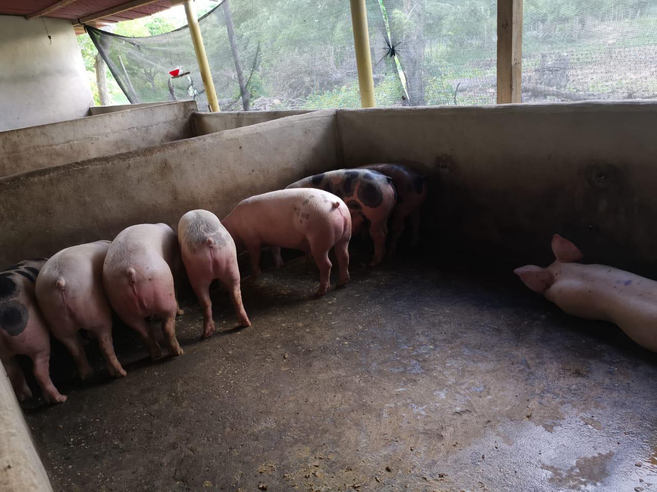 Cerdo En Pie