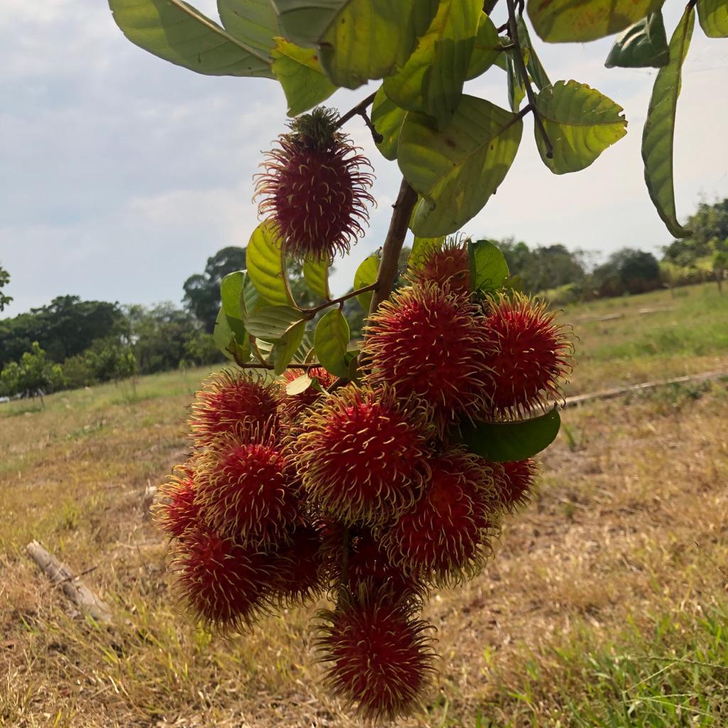 Rambutan Clon R 134