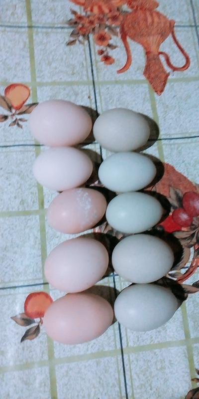 Huevos 100 Campesinos