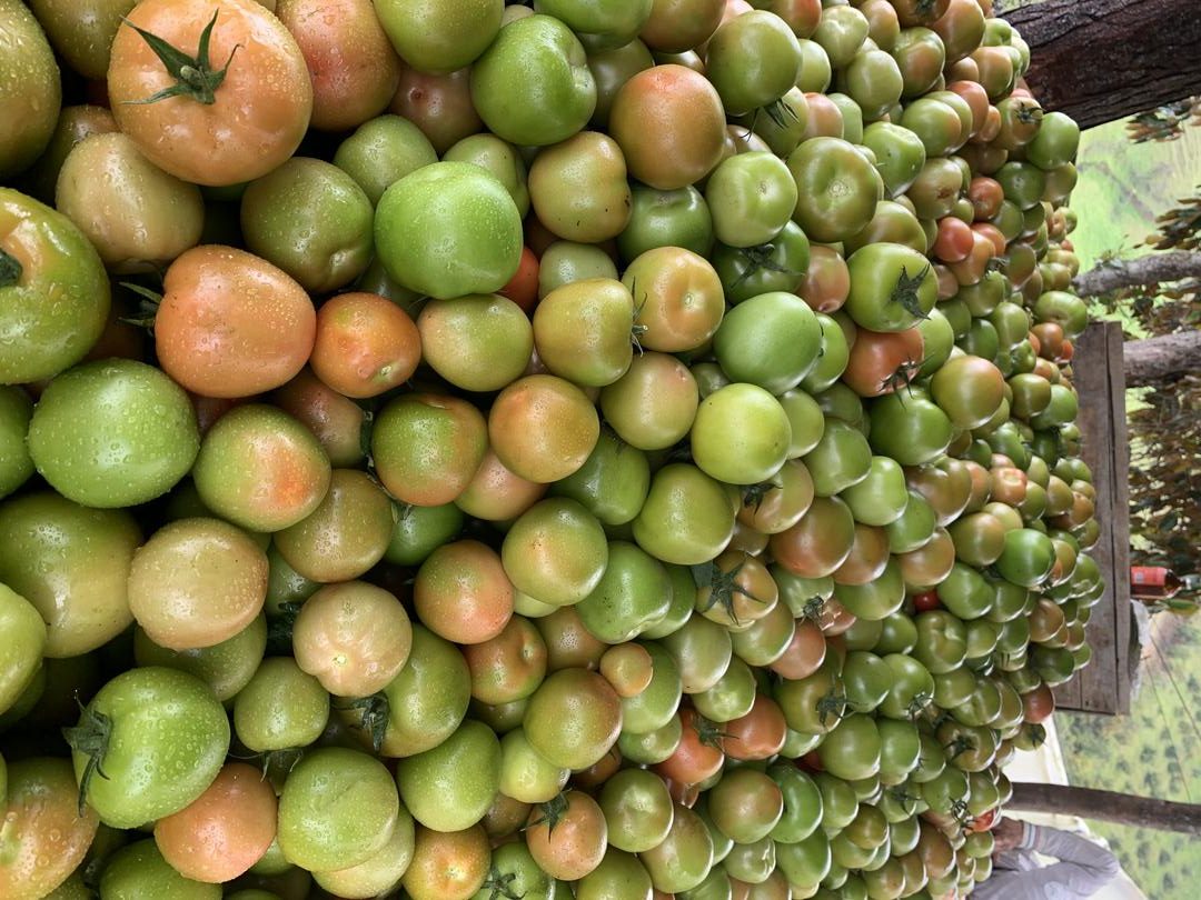 Tomate Chonto
