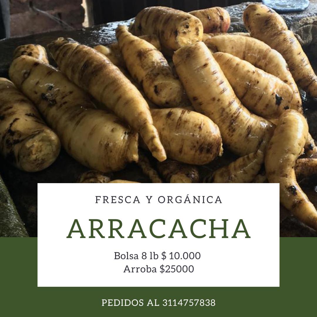Arracacha Primera Calidad