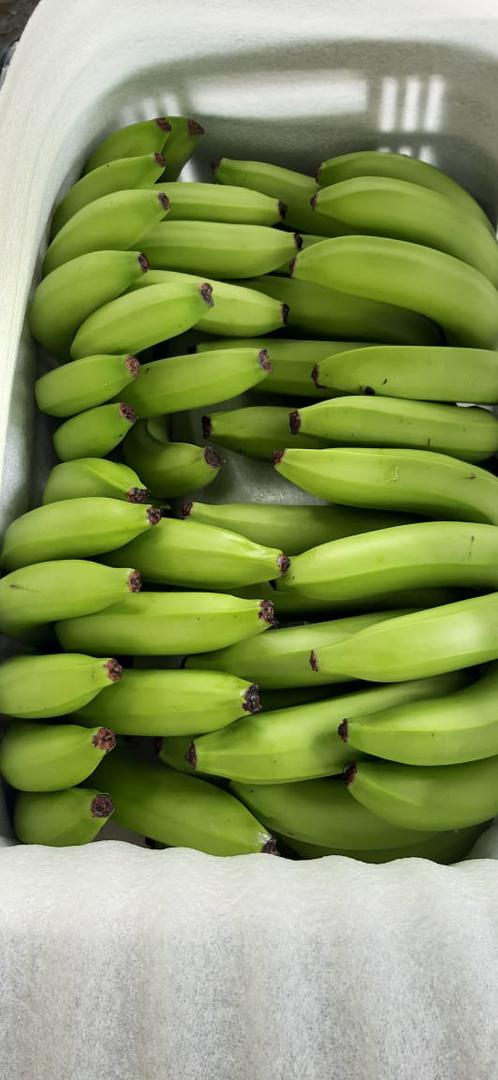 Banano Criollo Selecto