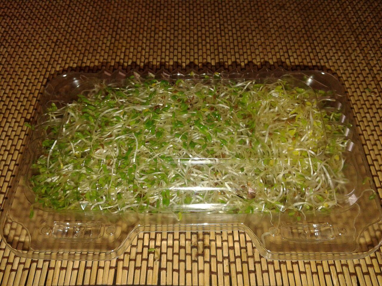 Germinados De Alfalfa 120 G