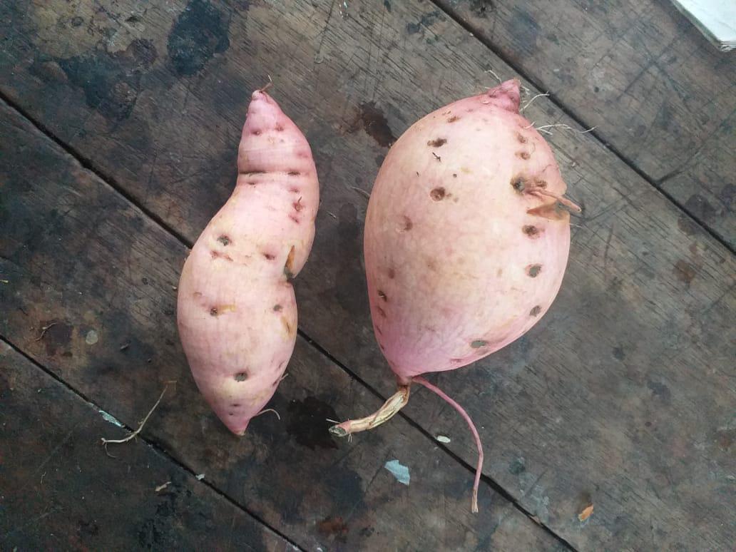 Batata Variedad Aurora Agrosavia