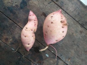 Batata Variedad Aurora Agrosavia