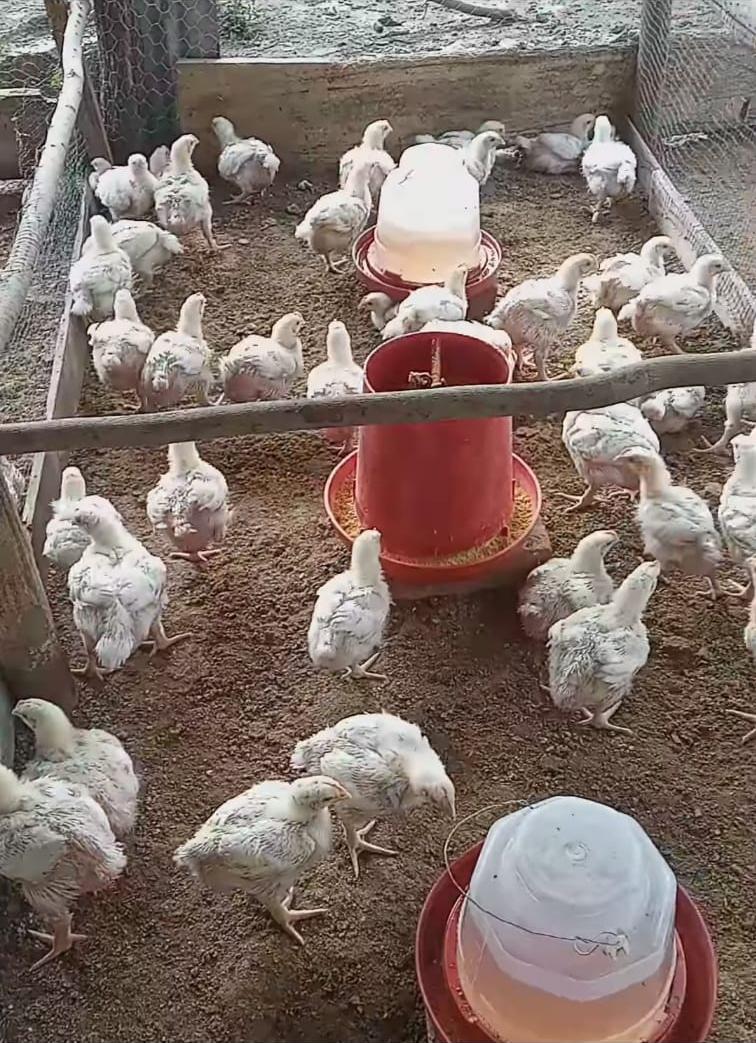 Pollo En Canal