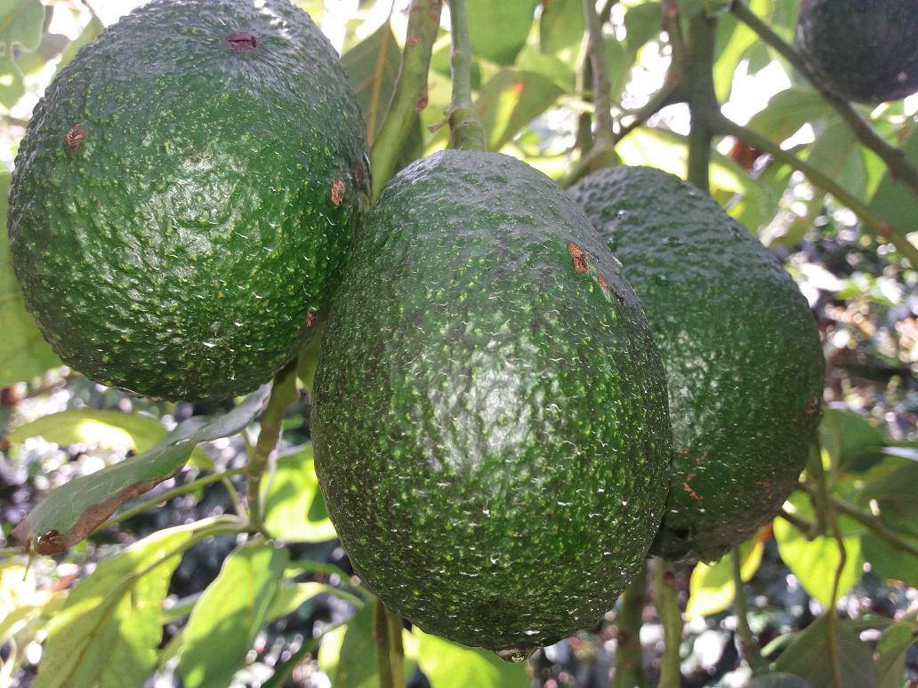 Aguacate Hass