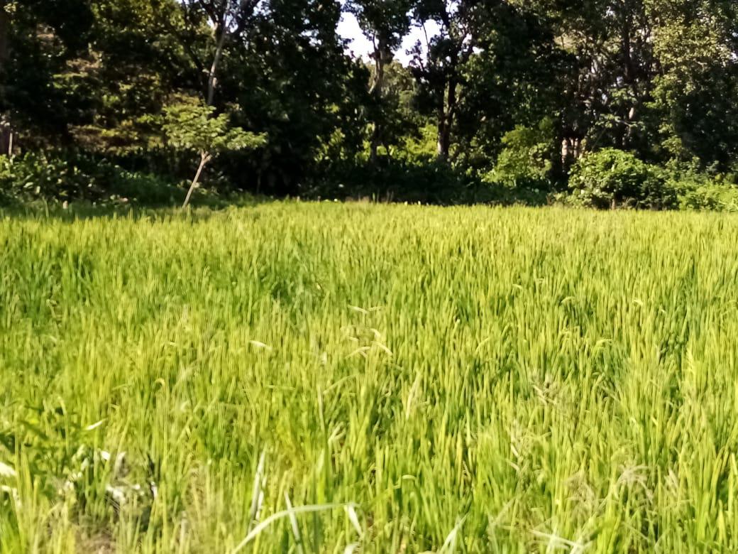 Arroz