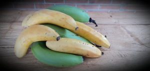 Banano Criollo Blanco
