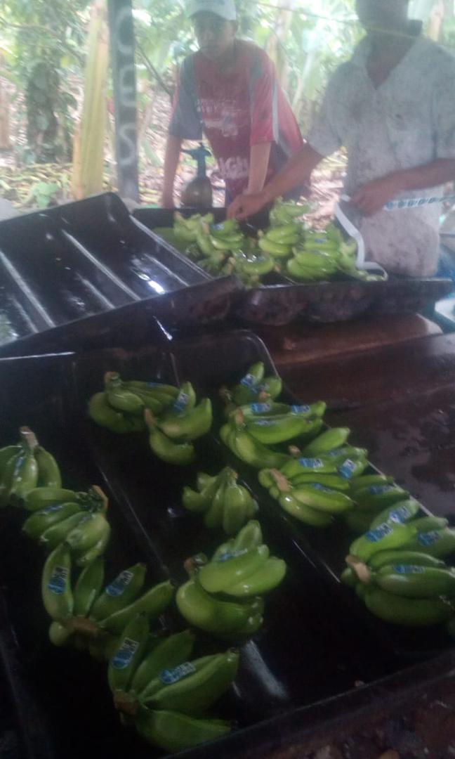 Banano Manzano