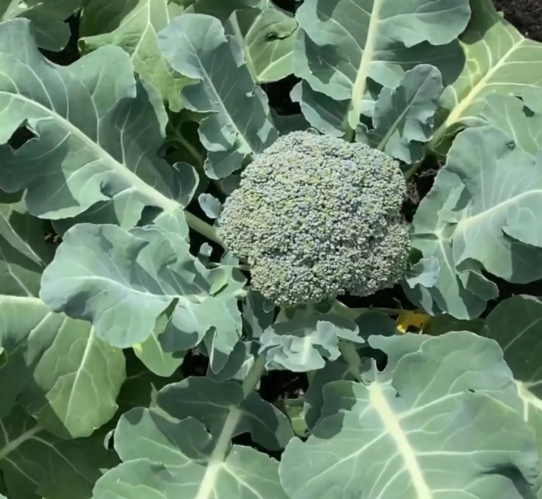 Brocoli Organico