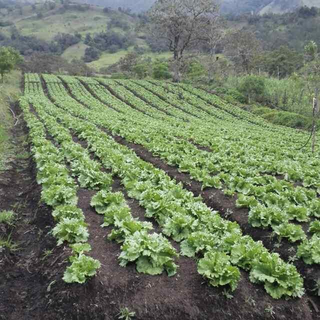 Brocoli Coliflor Lechuga Batavia