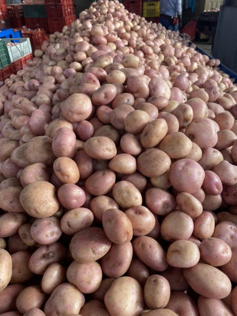 Papa Pastusa