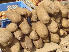 Nameyucaaguacate