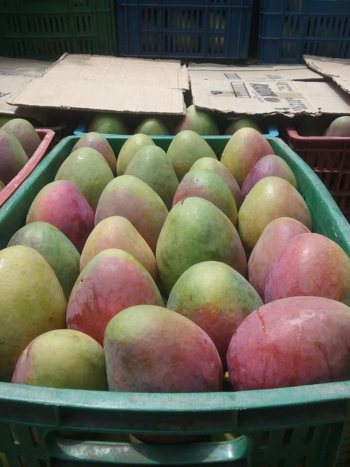 Mango