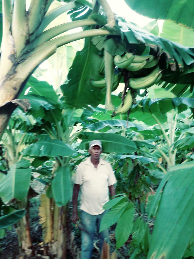 Platano