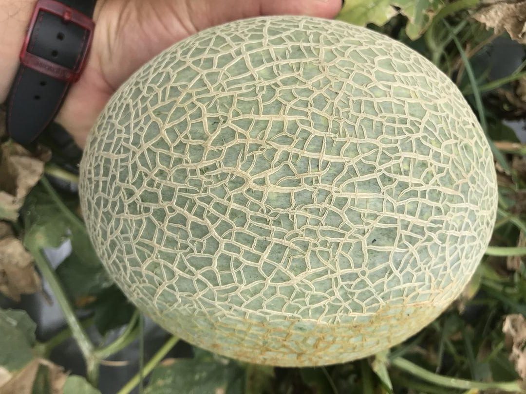 Melon Larga Vida