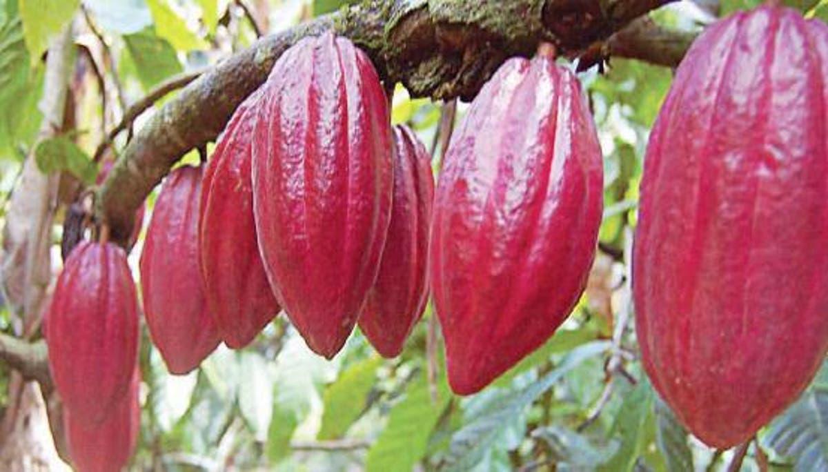 Cacao Injerto
