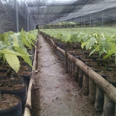 Cacao Fino Y De Aroma