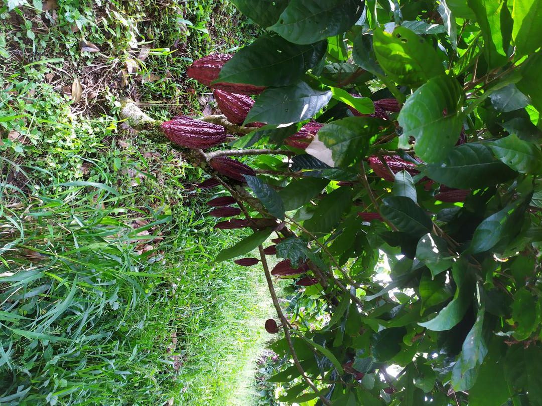 Cacao En Grano