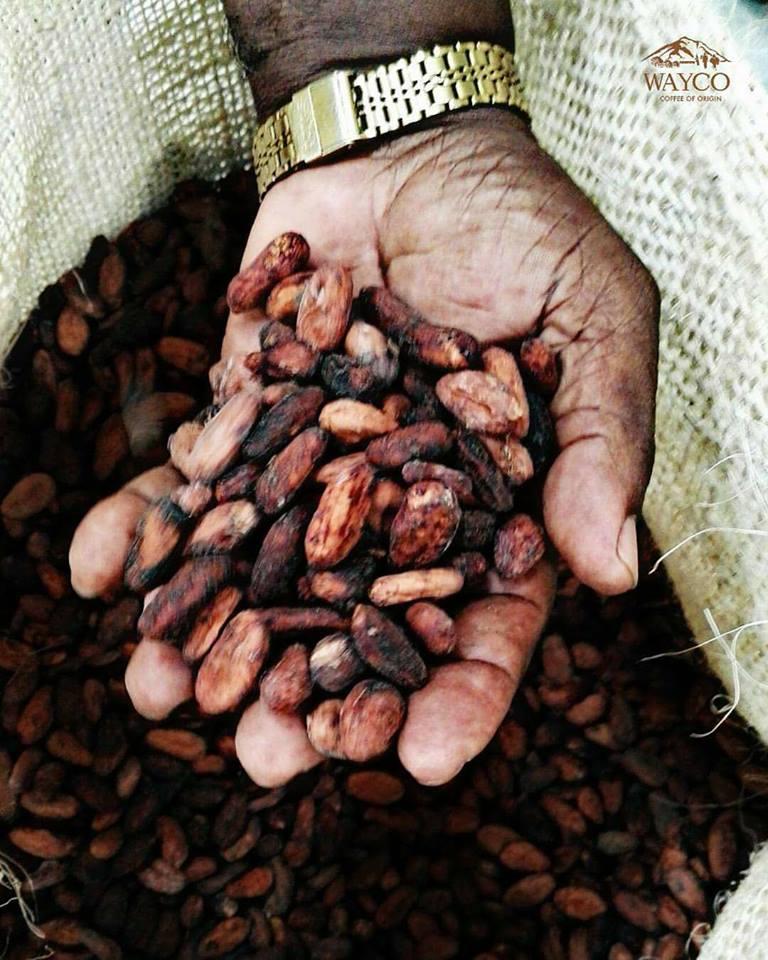 Cacaos Especiales De Fino Y Aroma