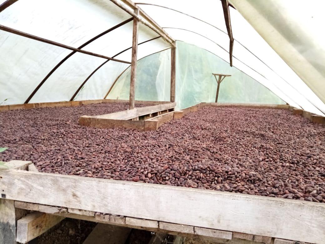Cacao En Grano