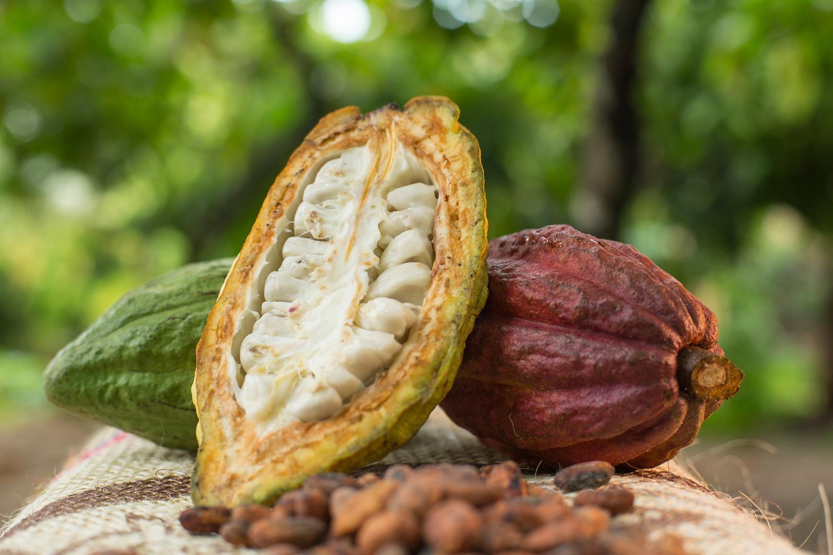 Cacao