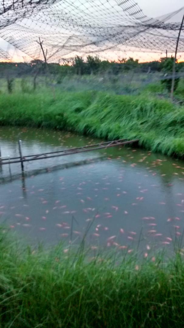 Tilapia Roja